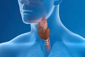 Image result for Swallowing