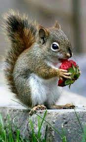 Pin By Brenda Osborne On Squirrels Cute Animals Cute Squirrel Animals Beautiful