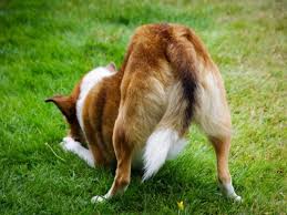It is an opportunity to get to know your new service dog better! Can Dogs Get Hemorrhoids Petmd