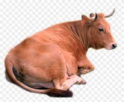 Download free cow transparent images in your personal projects or share it as a cool sticker on tumblr, whatsapp, facebook messenger, wechat, twitter or in other messaging apps. Pin On Walking People