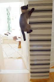 Make It Boho Diy Katzen Kletterwand Ikea Hack Katzen Kletterwand Ikea Katzen Catwalk Katzen