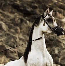 Black White And Brown Horses Beautiful Black And White Horses Beautiful Horses Beautiful Arabian Horses