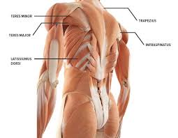 The rhomboids and teres major work together to. How To Get Rid Of Back Fat