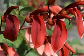 Image result for Erythrina crista-galli