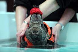 As You Can See She Also Wears A Scrunchie Around Her Ears To Keep Them From Getting Wet Baby Animals Super Cute Rabbit Giant Rabbit