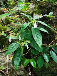 Image result for Gesneriaceae