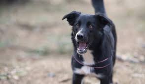 Somewhere a dog barked definition / meaning should not be considered complete, up to date, and is not intended to be used in place of a visit, consultation, or advice of a legal, medical, or any other professional. How To Train Your Small Dog To Bark Softly Wag