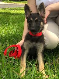 Maybe you would like to learn more about one of these? German Shepherd Puppies Rescue Near Me Pets Lovers