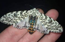 Caught giant leopard moth going into chrysalis with gopro. Giant Leopard Moth Hypercompe Scribonia Giant Leopard Moth Leopard Moth Moth Species