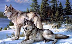 Access all images on istock with our premium subscriptions and rollover unused downloads. Wolf Hd Wallpapers Free Wolf Hd Wallpaper Download Wallpapertip