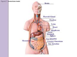 Muscles of the back of the upper part of the body (prone cadaver) follow me on fb: Anatomy And Physiology 1 Abby Stumpf Flashcards Quizlet