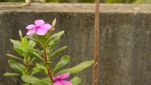 Free shipping on orders over $25 shipped by amazon. Pink Periwinkle Flower Vinca Catharanthus Stock Footage Video 100 Royalty Free 1058624182 Shutterstock