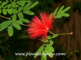 Image result for Calliandra tweedii