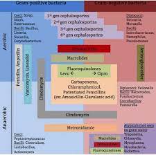 Gram Negative Positive Bacteria Antibiotics Antibiotics Chart Webinar Therapy