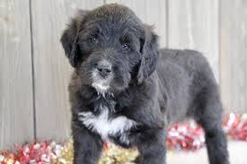 Specializing in f1, and f2b saint berdoodle puppies, f1 bernedoodle puppies, irishdoodle puppies, dachshund puppies and doxiepoo puppies. St Berdoodle Puppies For Sale Lemhi Puppies