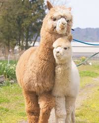Mother Alpaca Hugging Baby Alpaca Cute Animals Alpaca Llama Cute Alpaca Cute Baby Animals Animals Beautiful