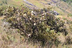 Image result for Protea welwitschii × angolensis