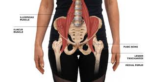 Pin On Anatomy