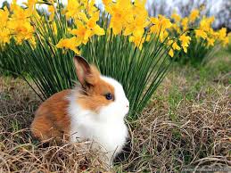 Image result for spring