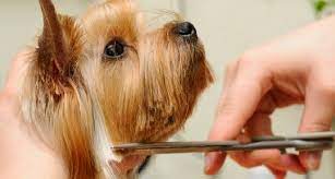 Fill out your postcode below to check the level of service at your nearest pdsa pet hospital. 15 Latest Tips You Can Learn When Attending Pet Grooming Near Me Pet Grooming Near Me The Expert