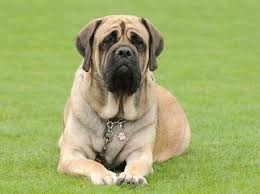 Dunya Nin En Buyuk Kopegi Mastiff Kopek Irklari Www Patiturk Com