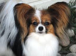 Black And White Papillon Dog Papillons Vehrlekronaphotography Papillon Dog Puppy Papillon Dog Papillion Dog