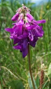 Image result for Hedysarum