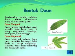Mulai dari batang, akar, buah dan daun nya. Struktur Fungsi Daun Kelas Iv Created By M
