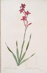 Gladiolus Strictiflorus Id 1155646 Nypl Digital Gallery Flower Drawing Botanical Drawings Botanical Art