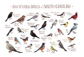 Birds Of New York Field Guide Backyard Birds Of South Carolina Field Guide Style Watercolor Painting Print Backyard Birds Birds Of Georgia Bird Poster