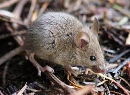 Bundling your hotel, car and flight means more unexpected fun with the. Residential Pest Control Solutions Removal Prevention Jp Pest Services Nh Ma Me Vt