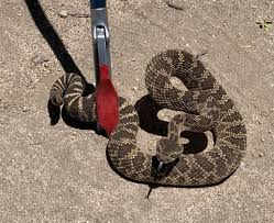 Snakes are elongated, limbless, carnivorous reptiles of the suborder serpentes. The Snake Guys Rounding Up Rattlers Is Their Business News Tehachapinews Com