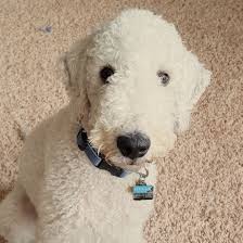 On top of the head is a thick topknot which is lighter in. Bedlington Terrier Without Tassels Puppycut Bedlington Bedlington Terrier Puppy Dog Breeds
