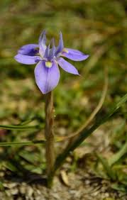Image result for Moraea simulans