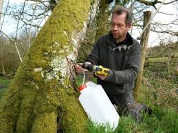 La Seve De Bouleau Seduit Cultivateurs Et Consommateurs Sciences Et Avenir