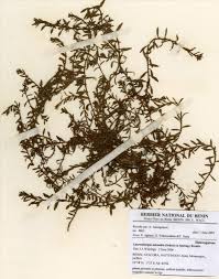 Image result for Laurembergia tetrandra