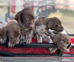 Join millions of people using oodle to find puppies for adoption, dog and puppy listings, and other pets adoption. View Ad German Shorthaired Pointer Puppy For Sale Near North Carolina Dunn Usa Adn 208377