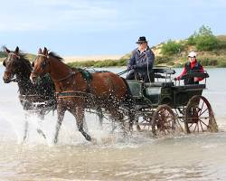 Image de Attelage cheval