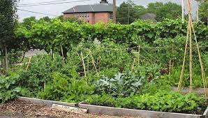 Planting A Vegetable Garden In Las Vegas Vegetable Garden Vegetable Garden Plan Vegetables