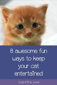8 Fun Games To Play With Your Cat Catvills In 2020 Cat Training Pet Care Dogs Cats