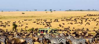 Best safari reserve in each country. Kenya Vs Tanzania Safari African Safari Destinations Discover Africa Safaris