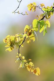 Image result for Colophospermum mopane