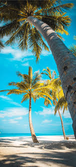 Collection by cassandra • last updated 8 weeks ago. Palm Tree Beach Wallpaper Kolpaper Awesome Free Hd Wallpapers