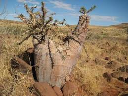 Image result for Pachypodium lealii