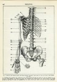 Torso anatomy study, carl gonzalez. Human Skeleton Torso And Left Arm Dock 410