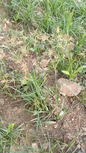 Image result for Cyperus sp.no.9