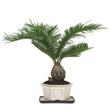 Brussel S Bonsai Sago Palm Indoor Dt 8028sp At The Home Depot Palm Plant Sago Palm Tree Sago Palm