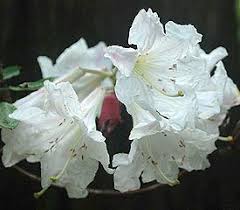 Rhododendron Argosy In 2020 Rhododendron Plant Rhododendron Flowers