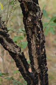 Image result for Ormocarpum trichocarpum