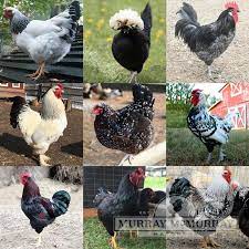 Our standard for excellence and tenacity to deliver on our promise is unmatched. Murray Mcmurray Hatchery Rare Breed Special Chick Assortment